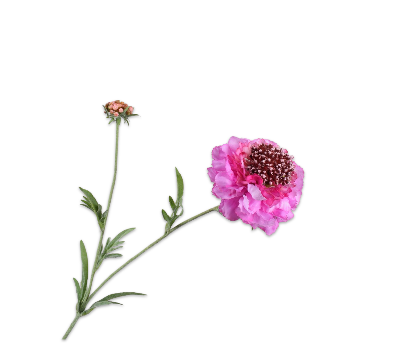 Scabiosa RT 71cm