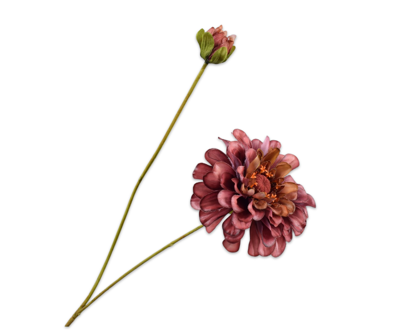 Zinnia RT 62cm