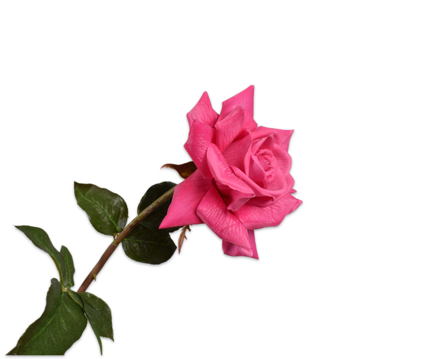 Rose Real Touch 69cm