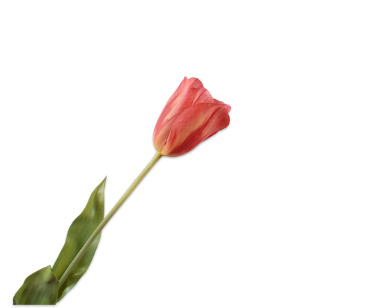 Tulips Real Touch 72cm