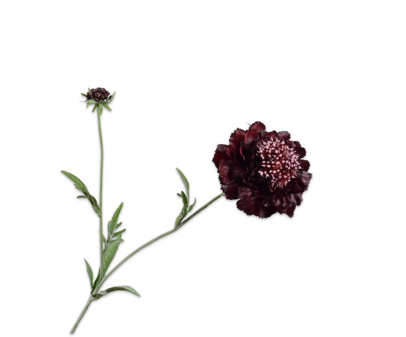 Scabiosa RT 71cm