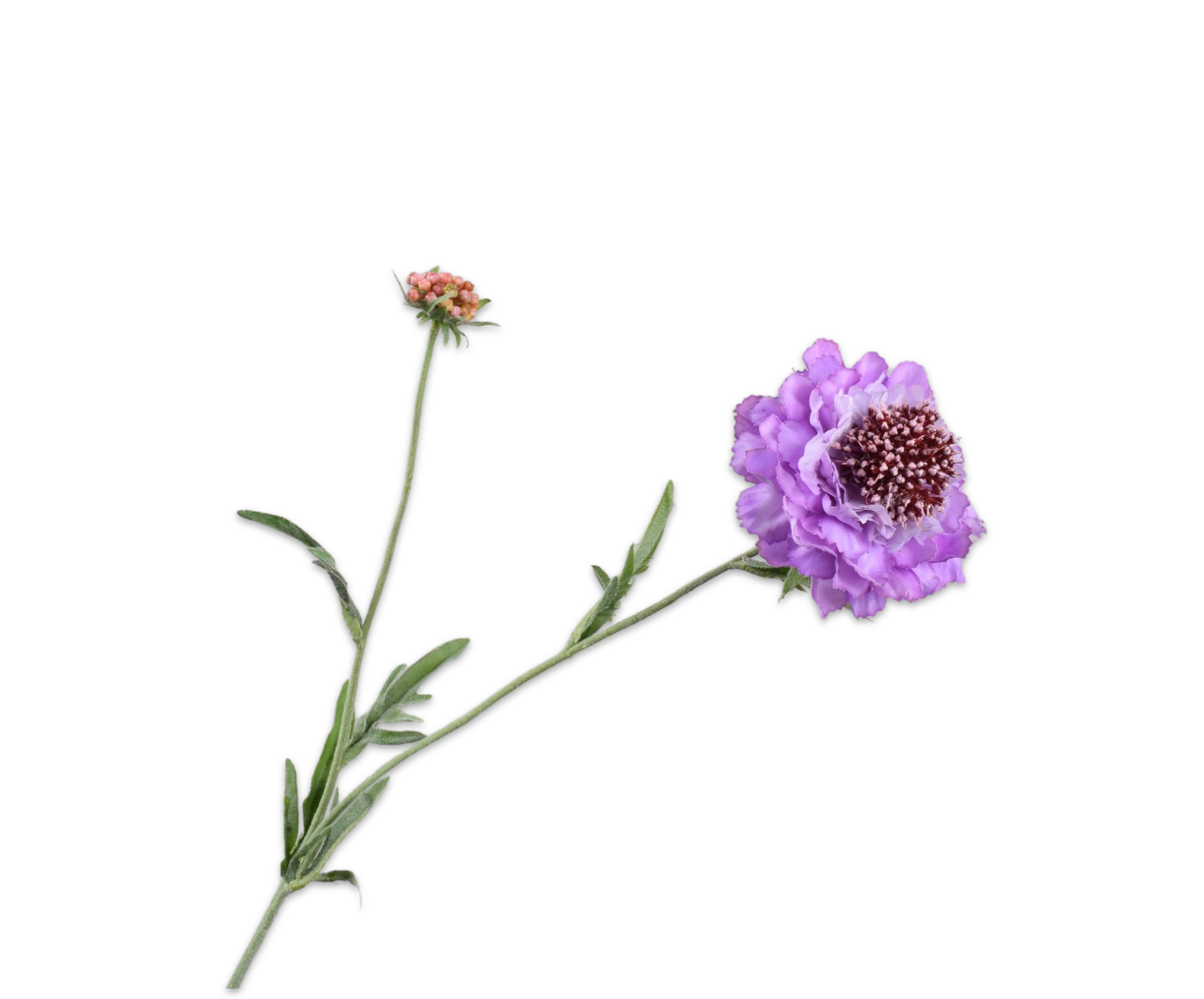 Scabiosa RT 71cm