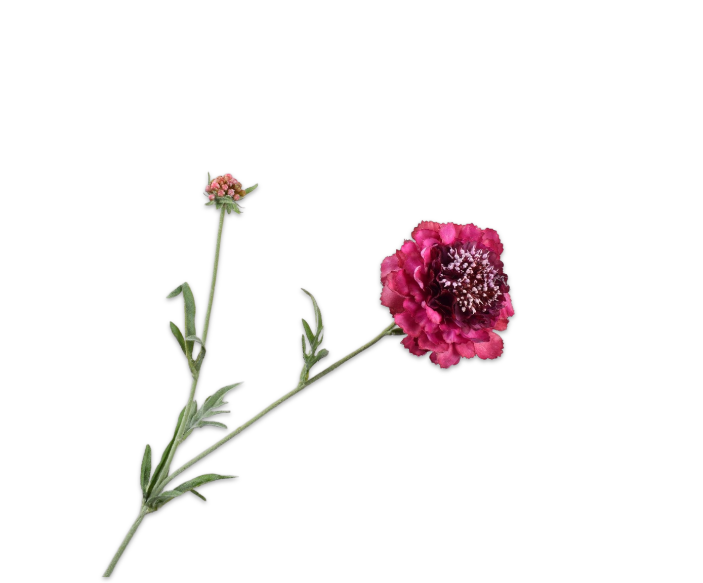 Scabiosa RT 71cm