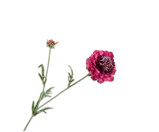 Scabiosa RT 71cm