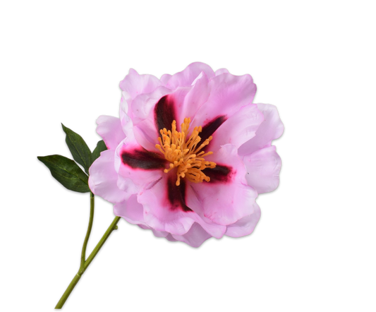 Peony Real Touch Bicolor