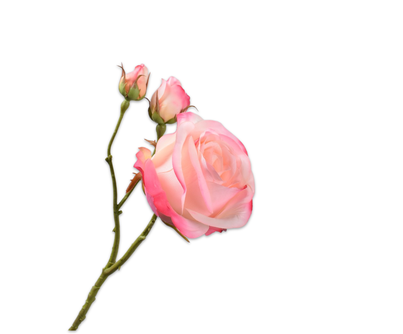 Rose RT 59cm