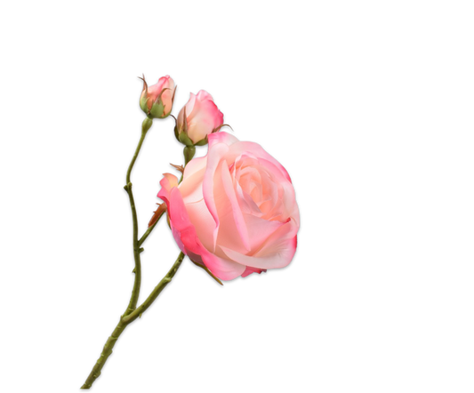 Rose RT 59cm