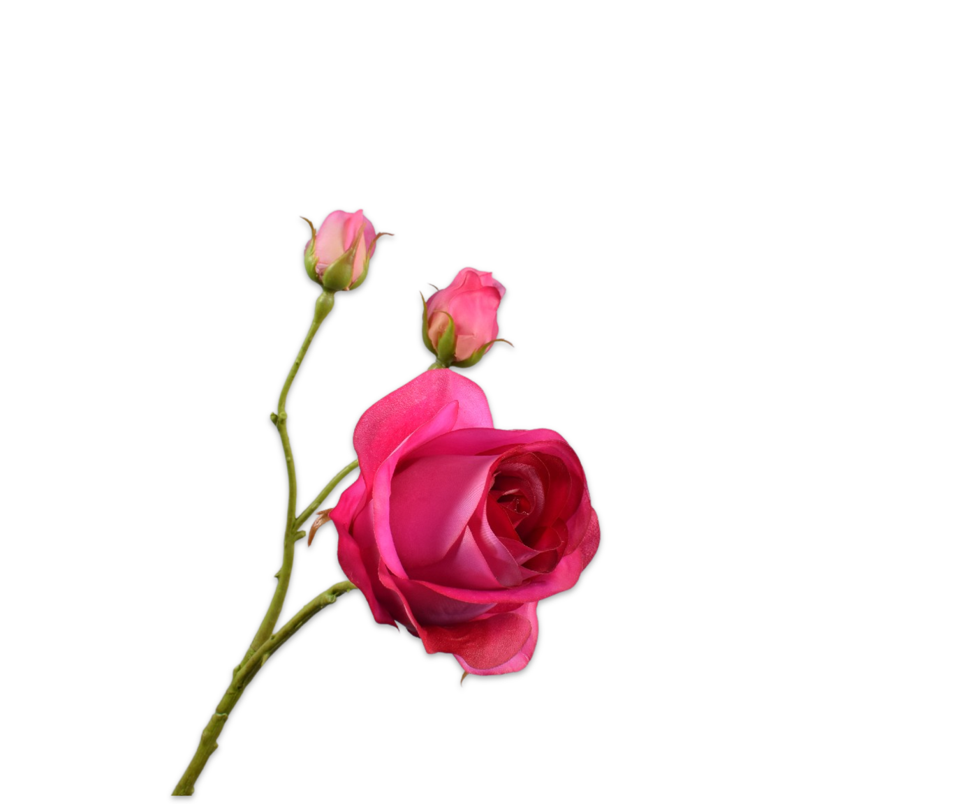 Rose RT 59cm