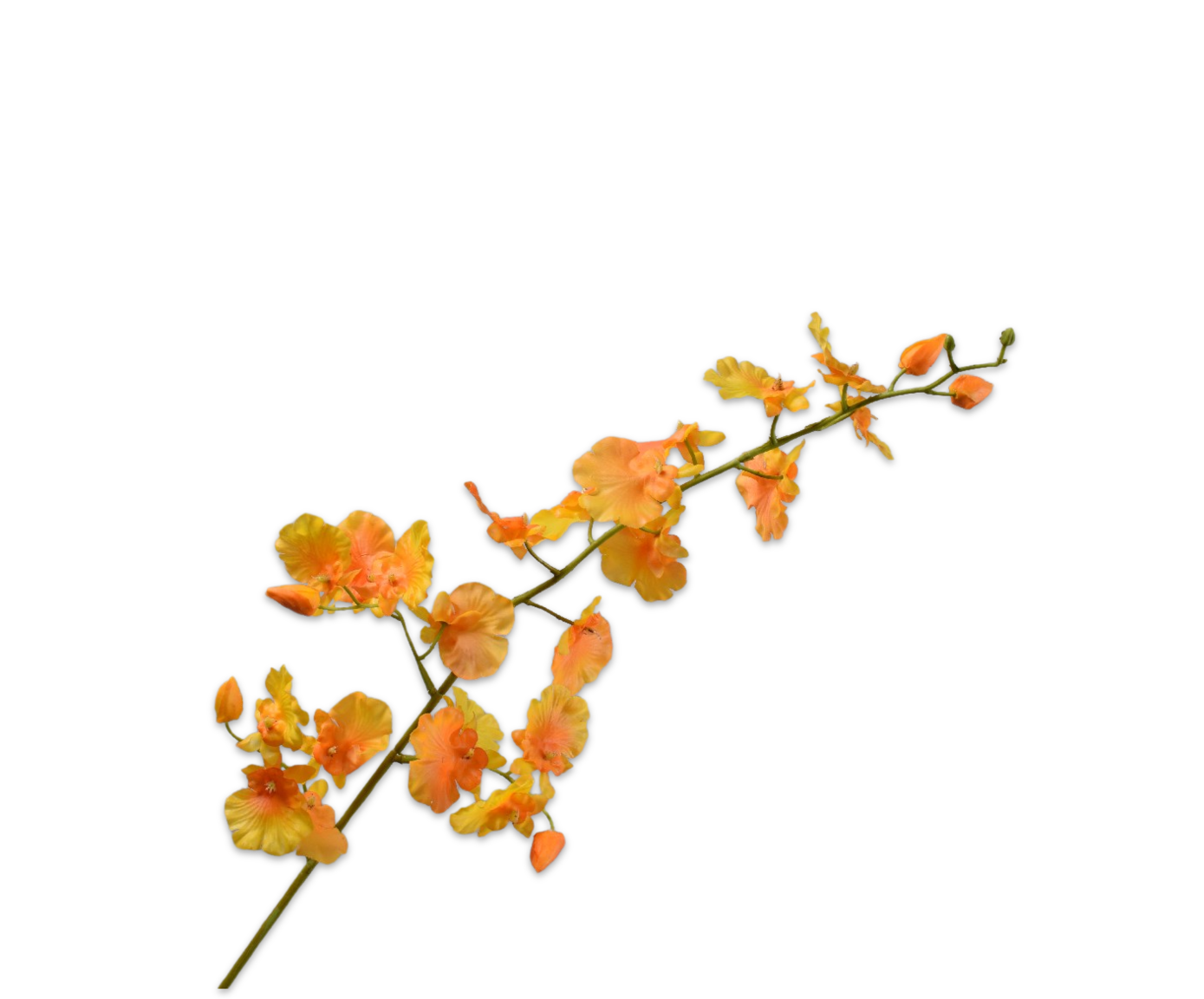 Oncidium Real Touch 70cm