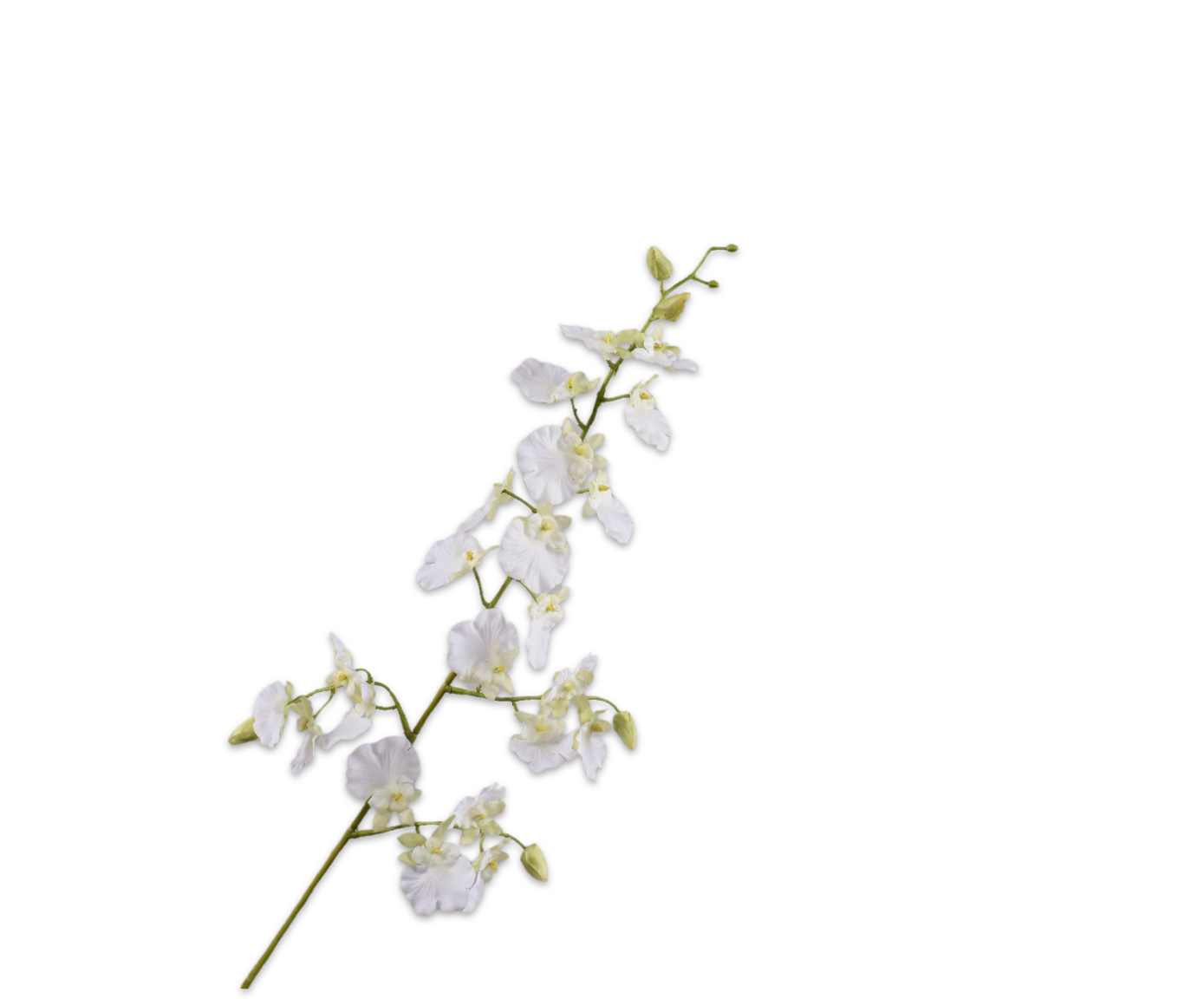 Oncidium Real Touch 70cm