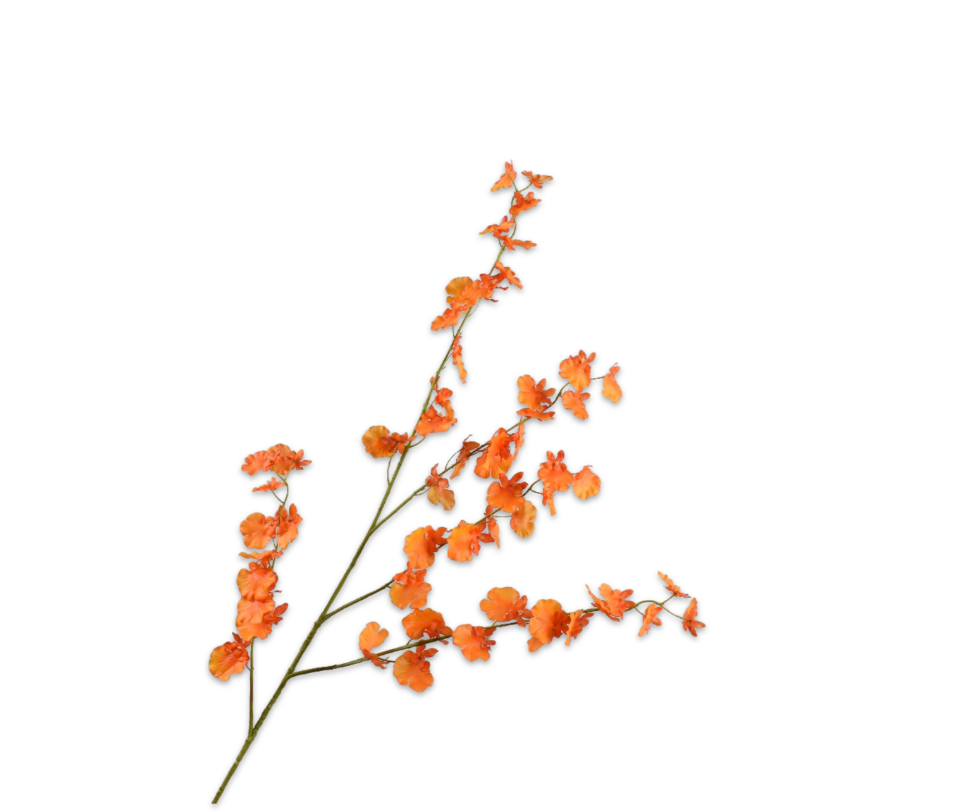Oncidium Real Touch 114cm