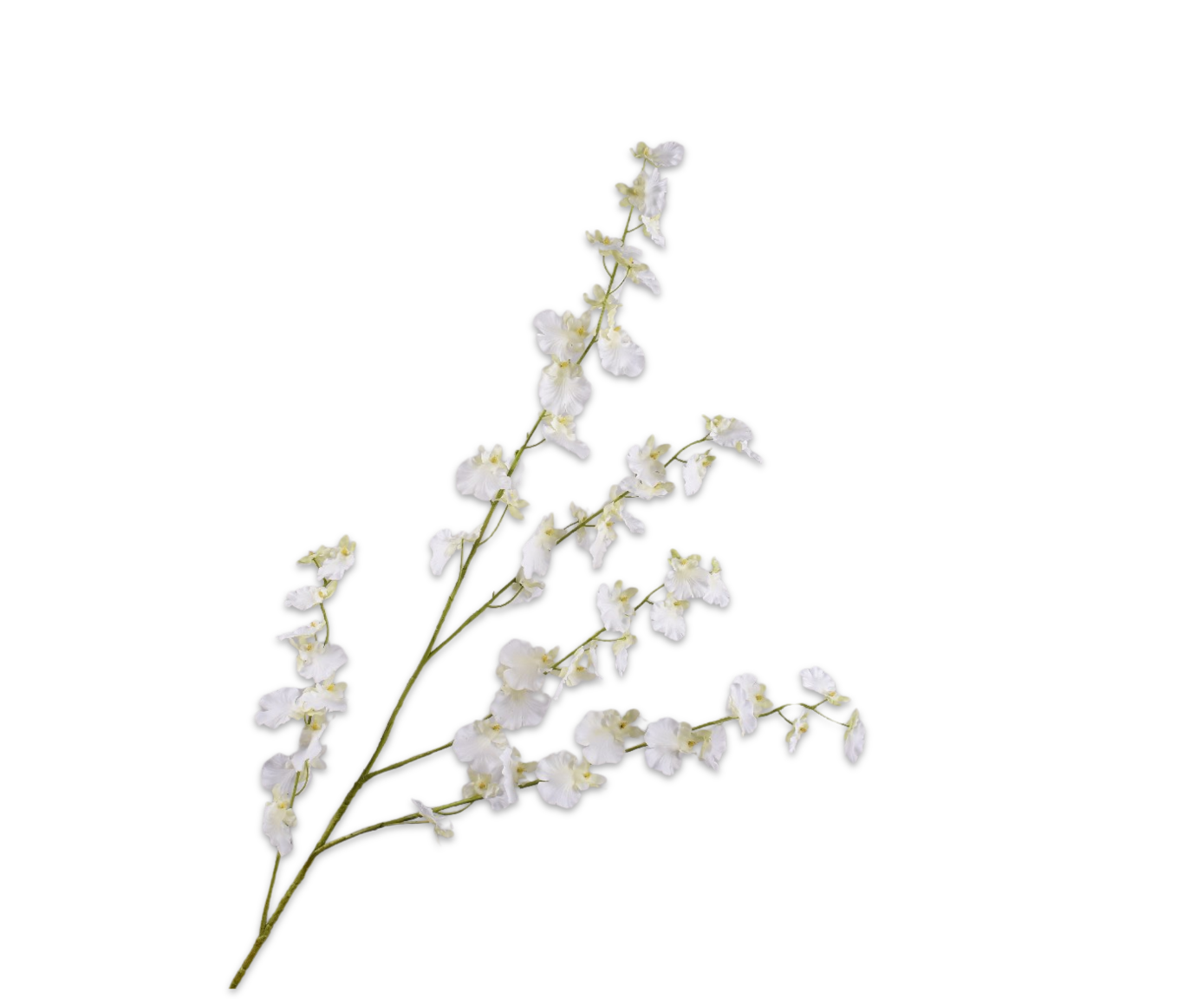 Oncidium Real Touch 114cm
