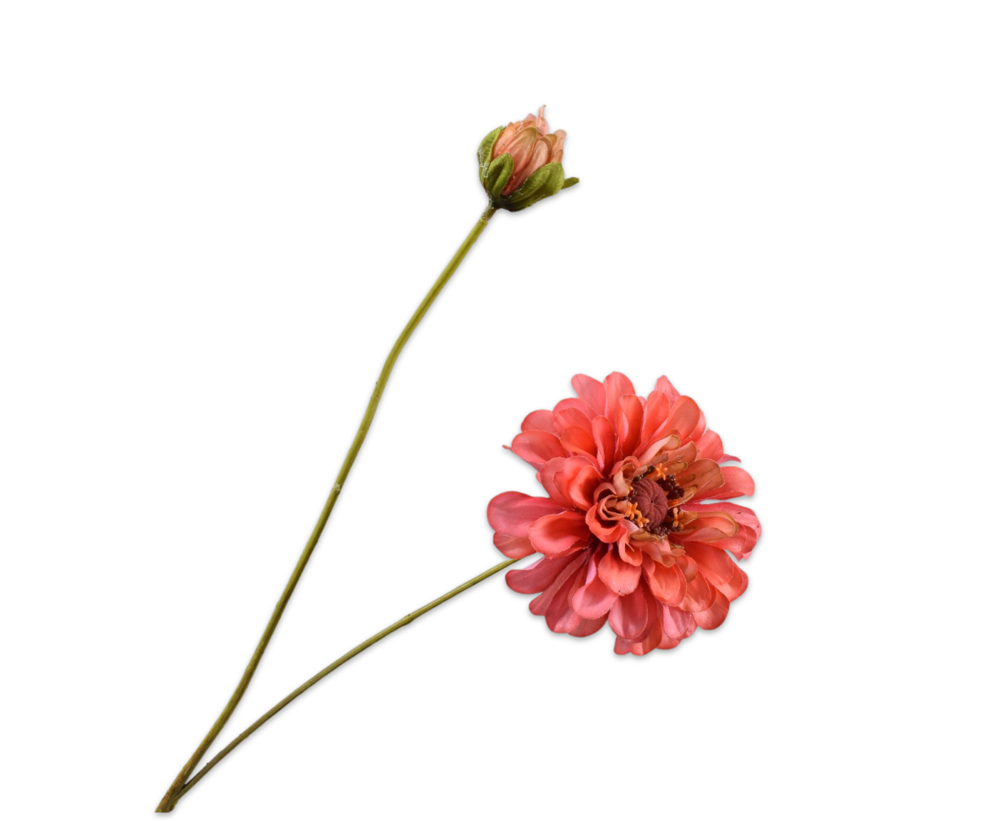 Zinnia RT 62cm