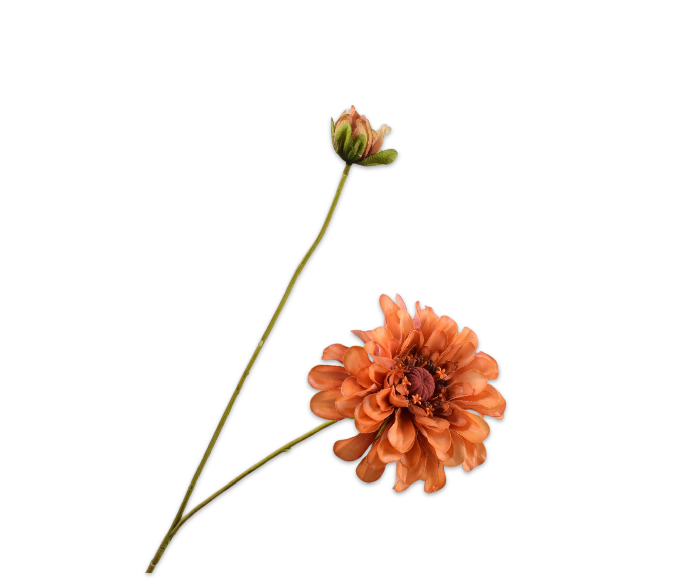 Zinnia RT 62cm