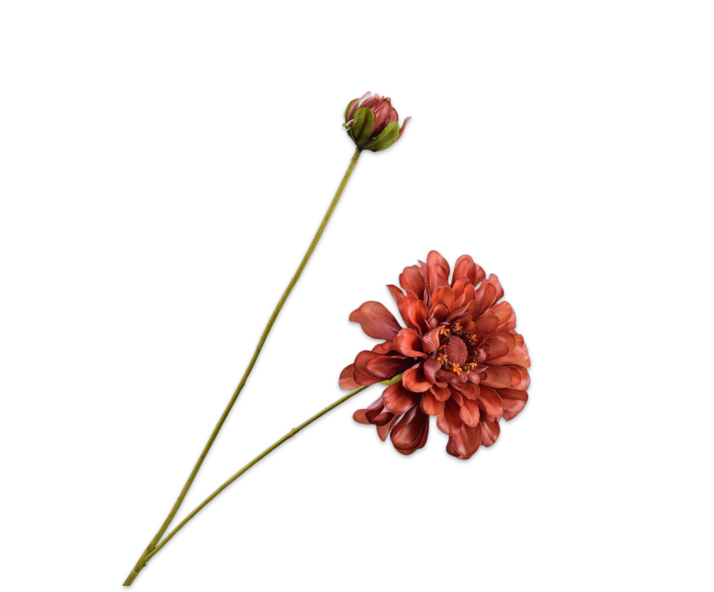 Zinnia RT 62cm