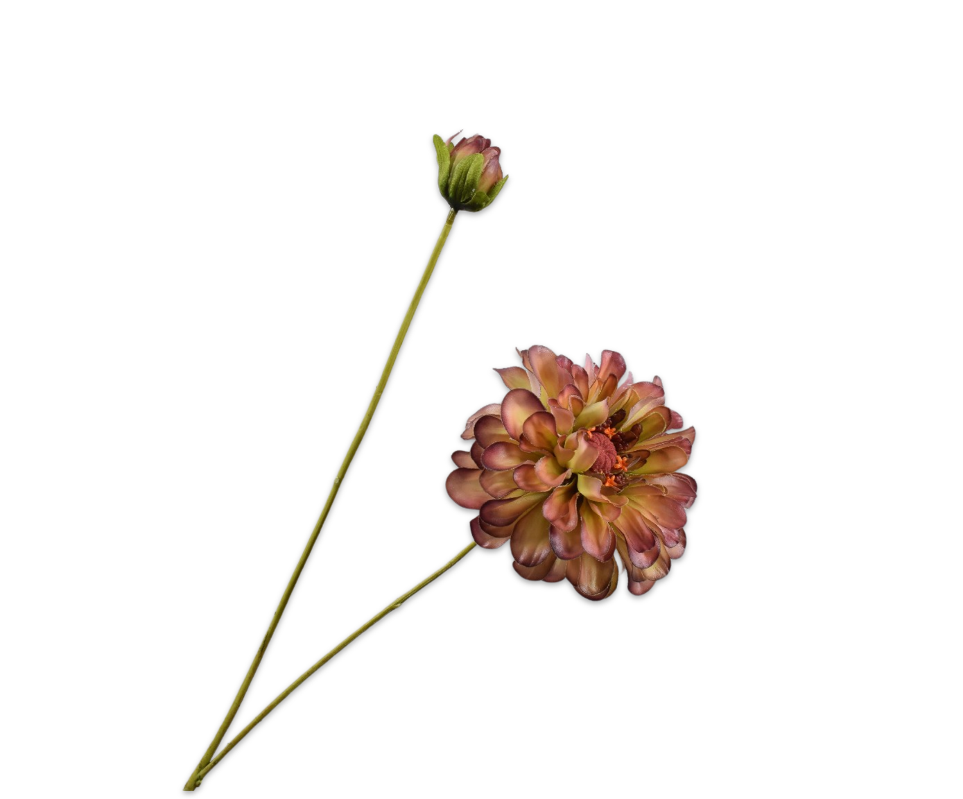 Zinnia RT 62cm