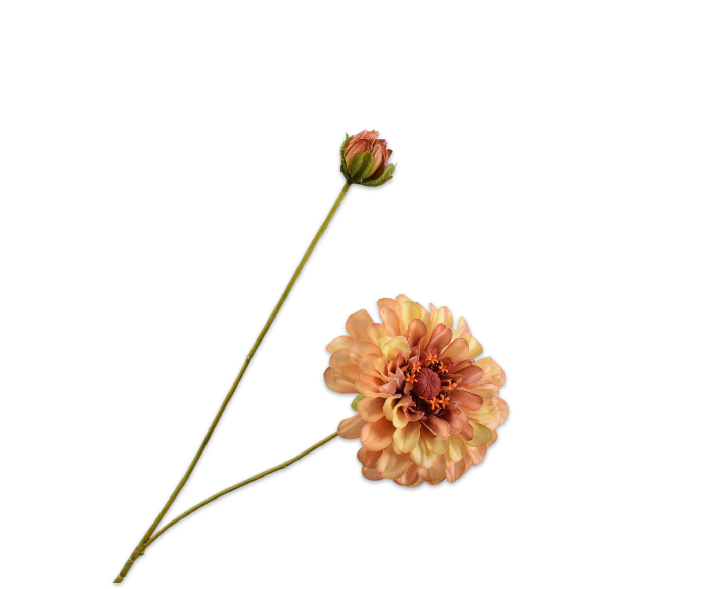 Zinnia RT 62cm