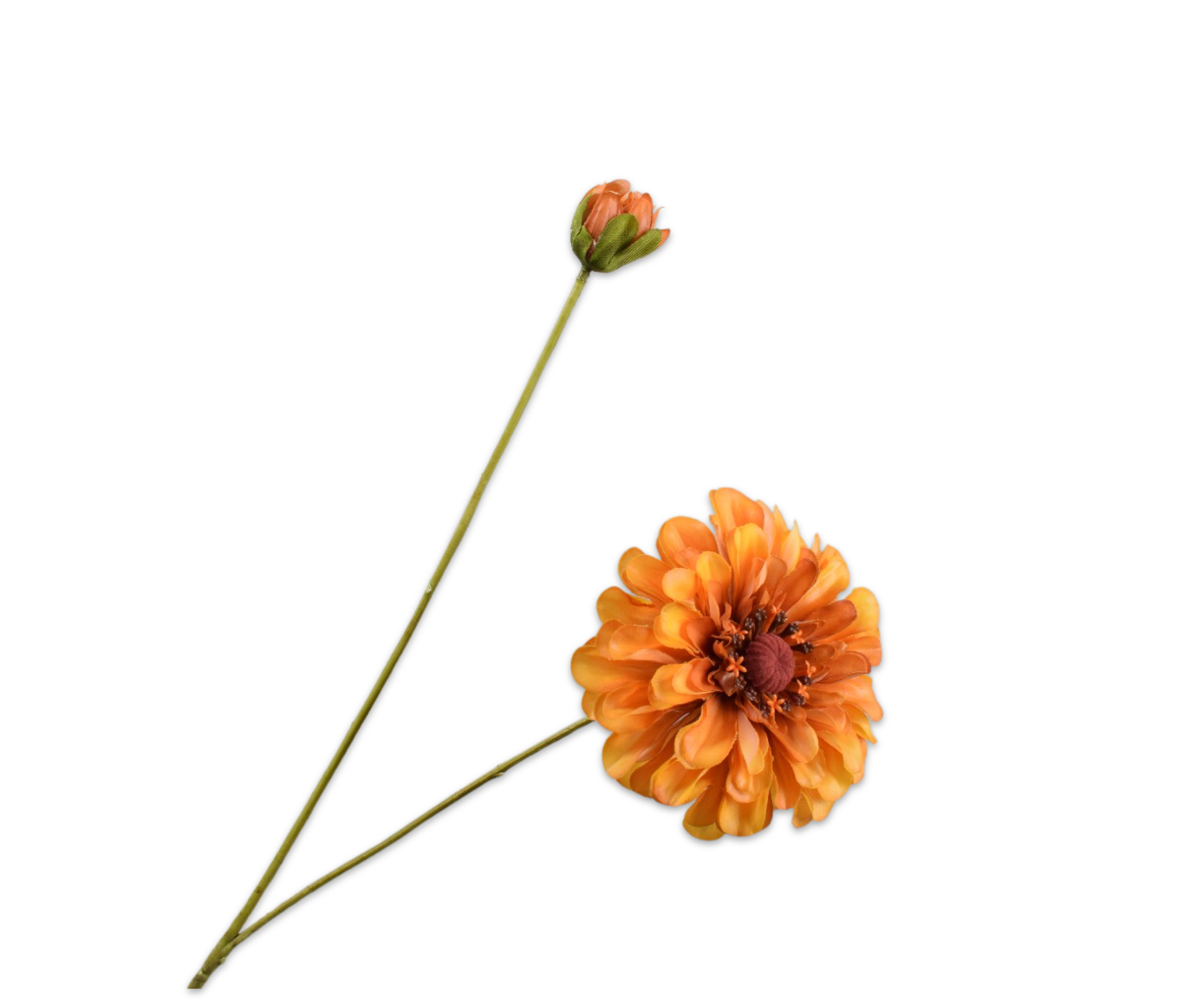 Zinnia RT 62cm
