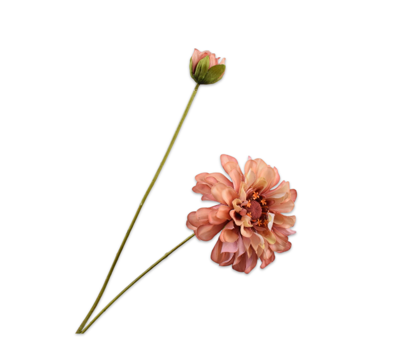 Zinnia RT 62cm