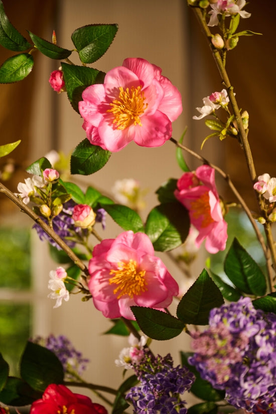Camelia in Spring