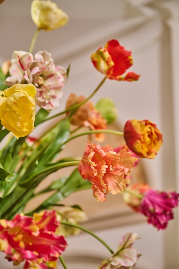 Tulip Treasure